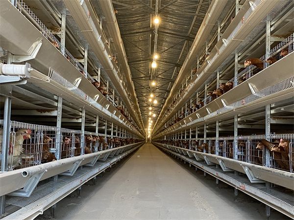 蛋雞籠設備安裝現(xiàn)場